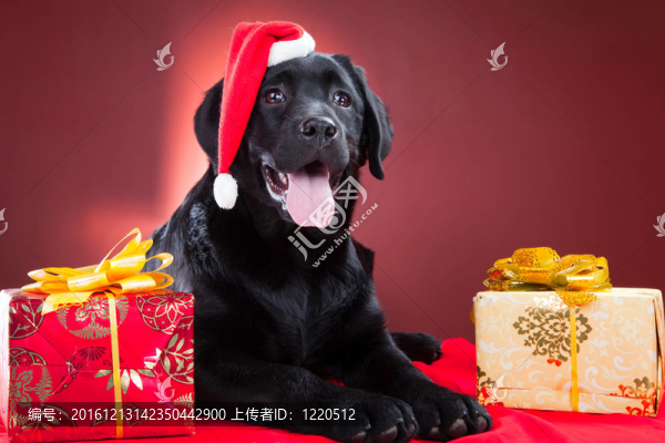 黑色的拉布拉多獵犬戴著紅帽子的圣誕老人