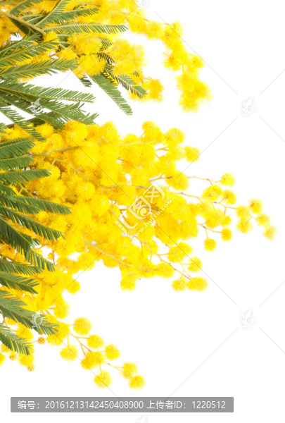 含羞草