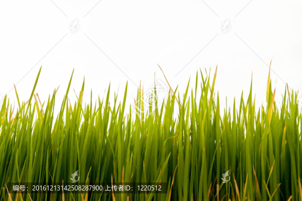 水稻植株