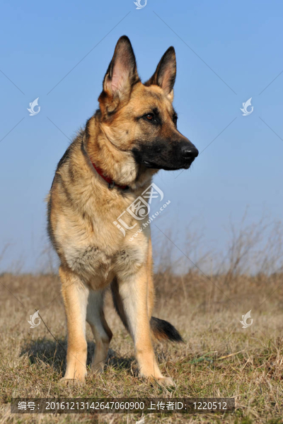 德國(guó)牧羊犬