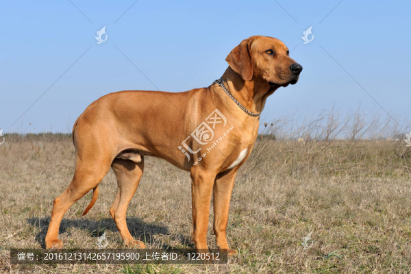 羅得西亞脊背犬