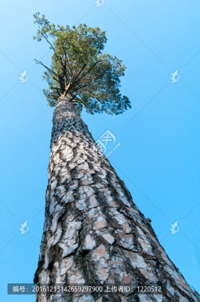 樹