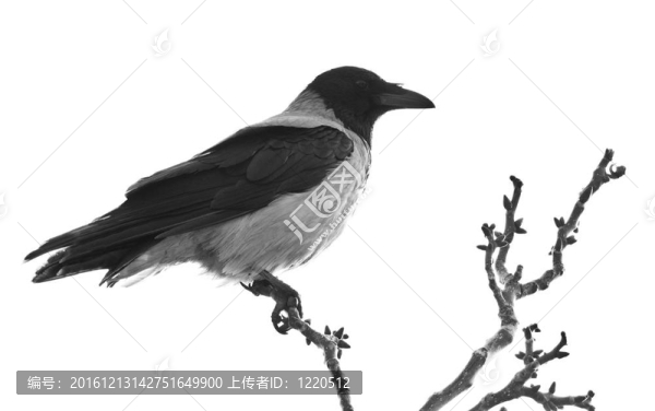 烏鴉在白色的樹枝上