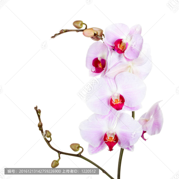 白背景蘭花
