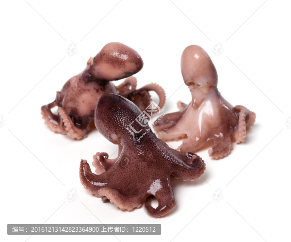 白色背景上的三只小章魚
