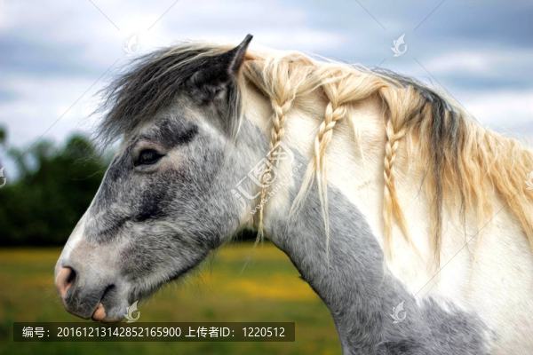 辮子的馬