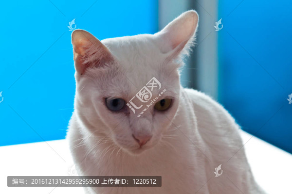 滑稽的小貓