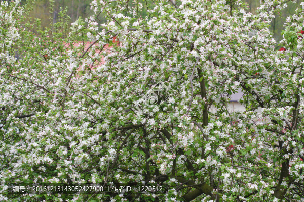 蘋果樹開花