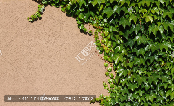 混凝土墻綠常春藤的研究背景