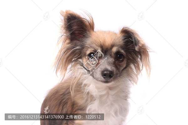 長(zhǎng)毛奇瓦瓦