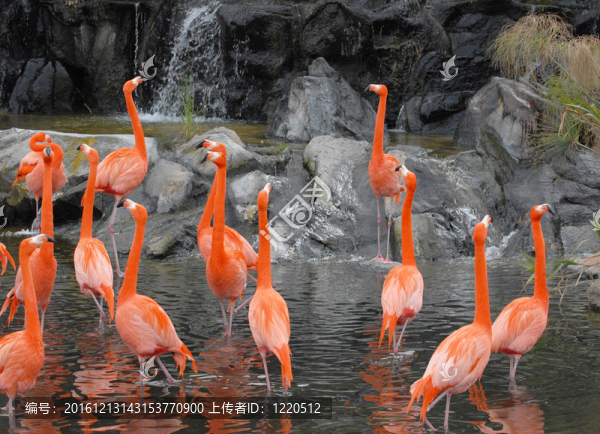 火烈鳥在池塘