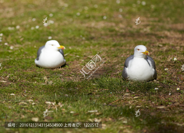 海鷗