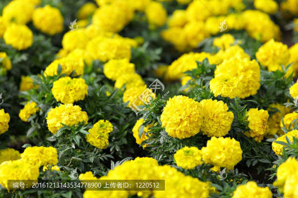 花田