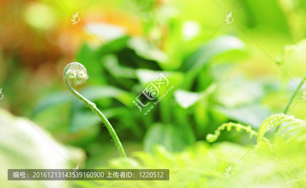綠色植物
