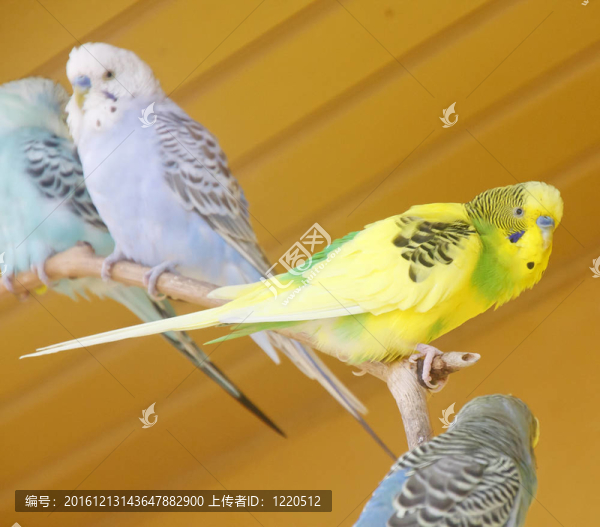 黃色的鸚鵡