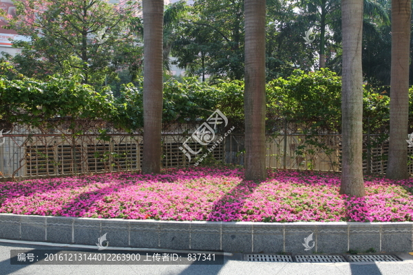 城市綠化