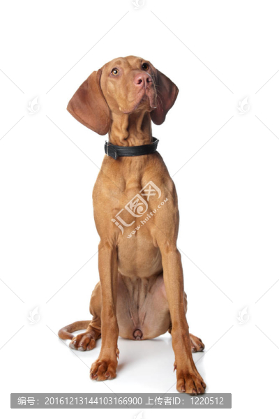 匈牙利維茲拉犬