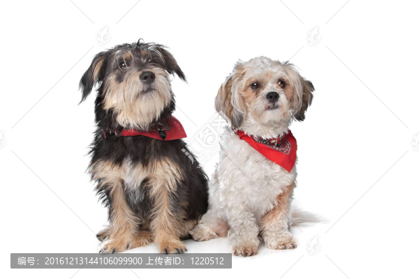 潮和馬爾濟(jì)斯犬