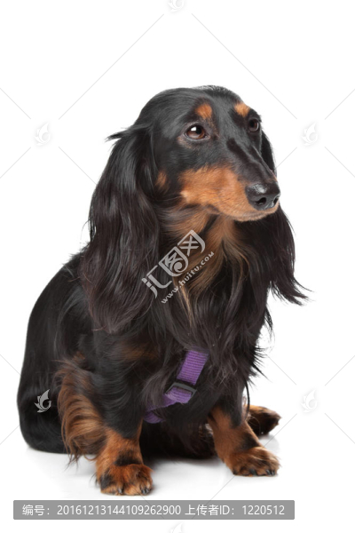 黑色和棕色的迷你臘腸犬