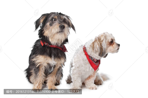 潮和馬爾濟斯犬