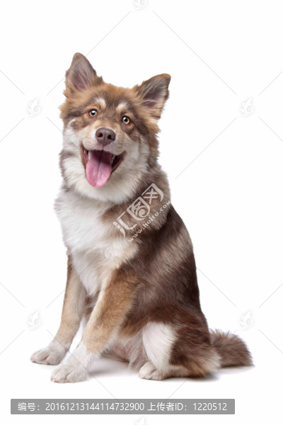 芬蘭拉普獵犬