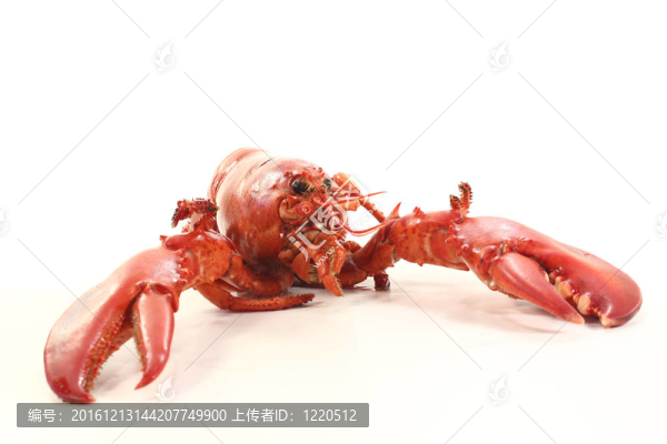剛煮熟的龍蝦