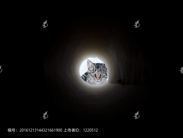 可愛(ài)的虎斑貓窺視孔