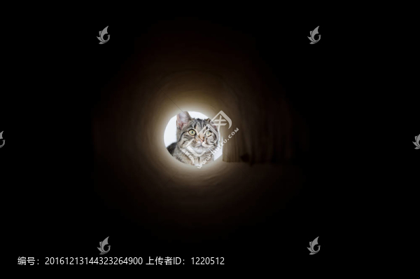 可愛的虎斑貓窺視孔