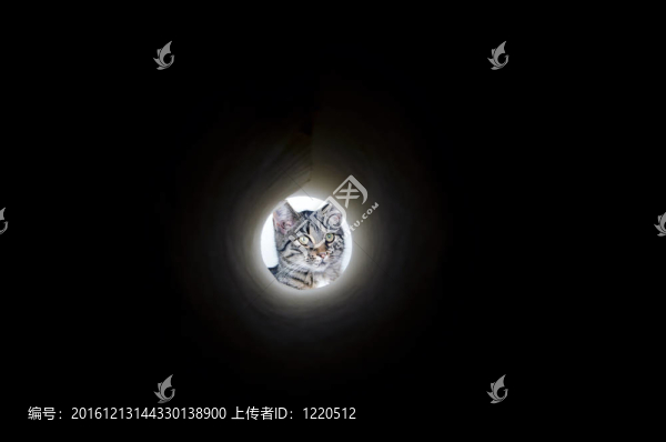可愛的虎斑貓窺視孔