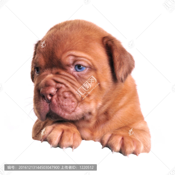 藏獒幼犬上面的白色旗幟