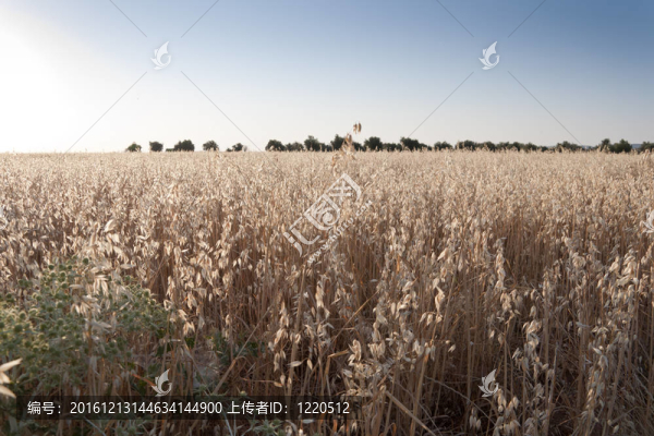 燕麥田