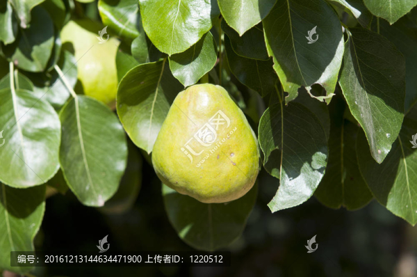 梨