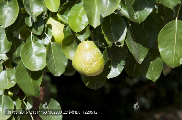 梨