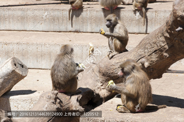 Yellow,baboon（狒狒狗頭人身的）
