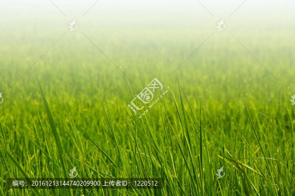 草地上的露珠