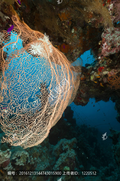 紅海熱帶礁。