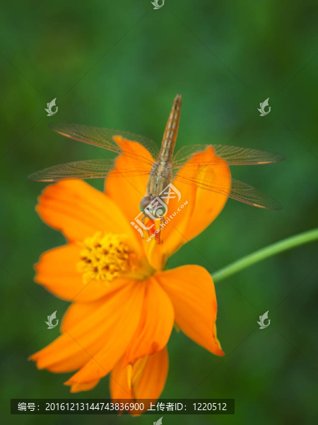 蜻蜓在花