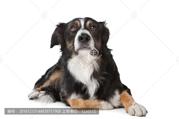 邊境牧羊犬