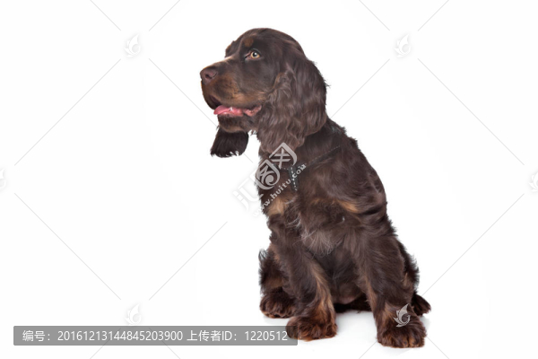 英國(guó)可卡犬