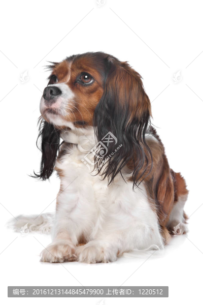 Cavalier,King,Charles獵犬