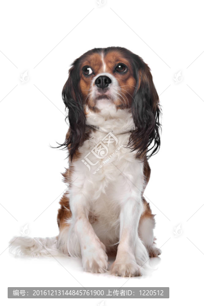Cavalier,King,Charles獵犬