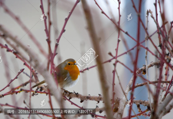下雪時樹上的鳥