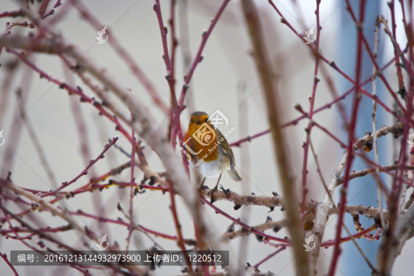 下雪時(shí)樹上的鳥