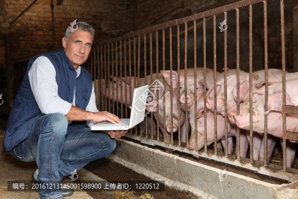 50歲的飼養(yǎng)員用筆記本電腦對(duì)著豬