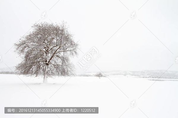 冬季景觀