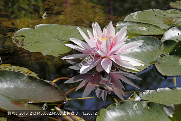 睡蓮；Nymphaea,Hybrid