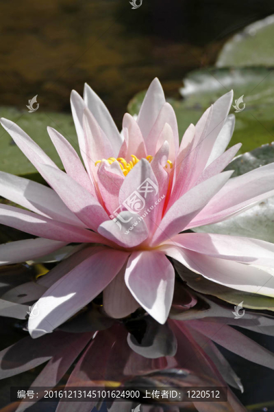 睡蓮；Nymphaea,Hybrid