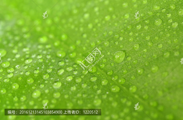 葉片水滴-匯圖網(wǎng) www.fosd68.com 葉片水滴