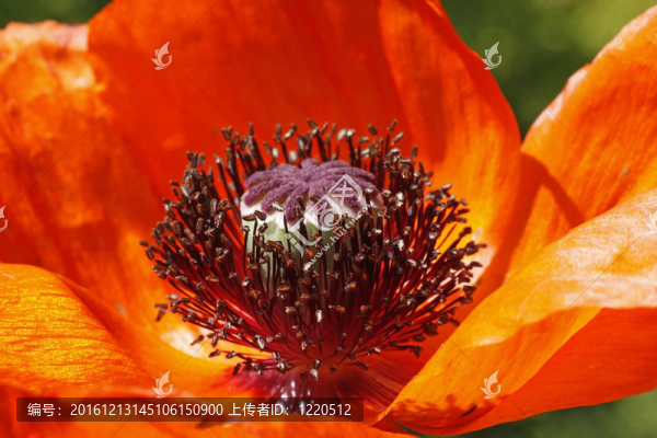 東方罌粟；Papaver,orientale