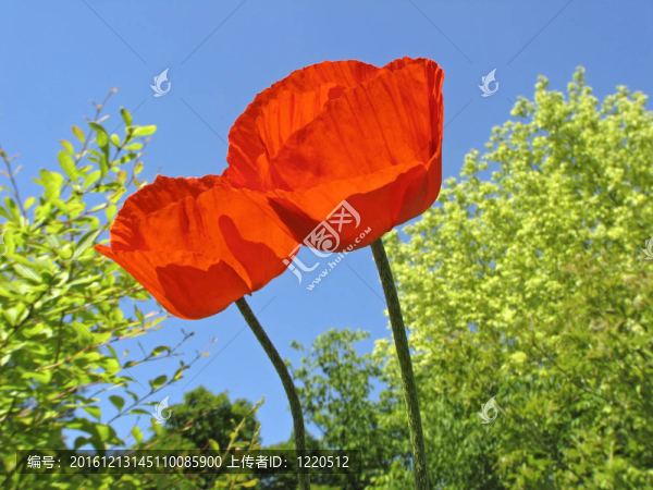 東方罌粟；Papaver,orientale